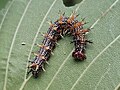 Larva