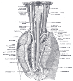 Diagram of thorax showing the esophagus and surrounding structures.