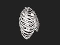 3D model of rib cage