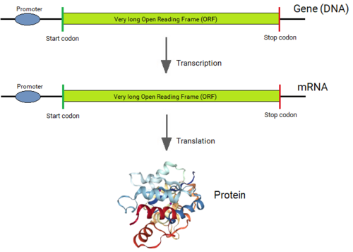 Origin of bacterial genes from split genes