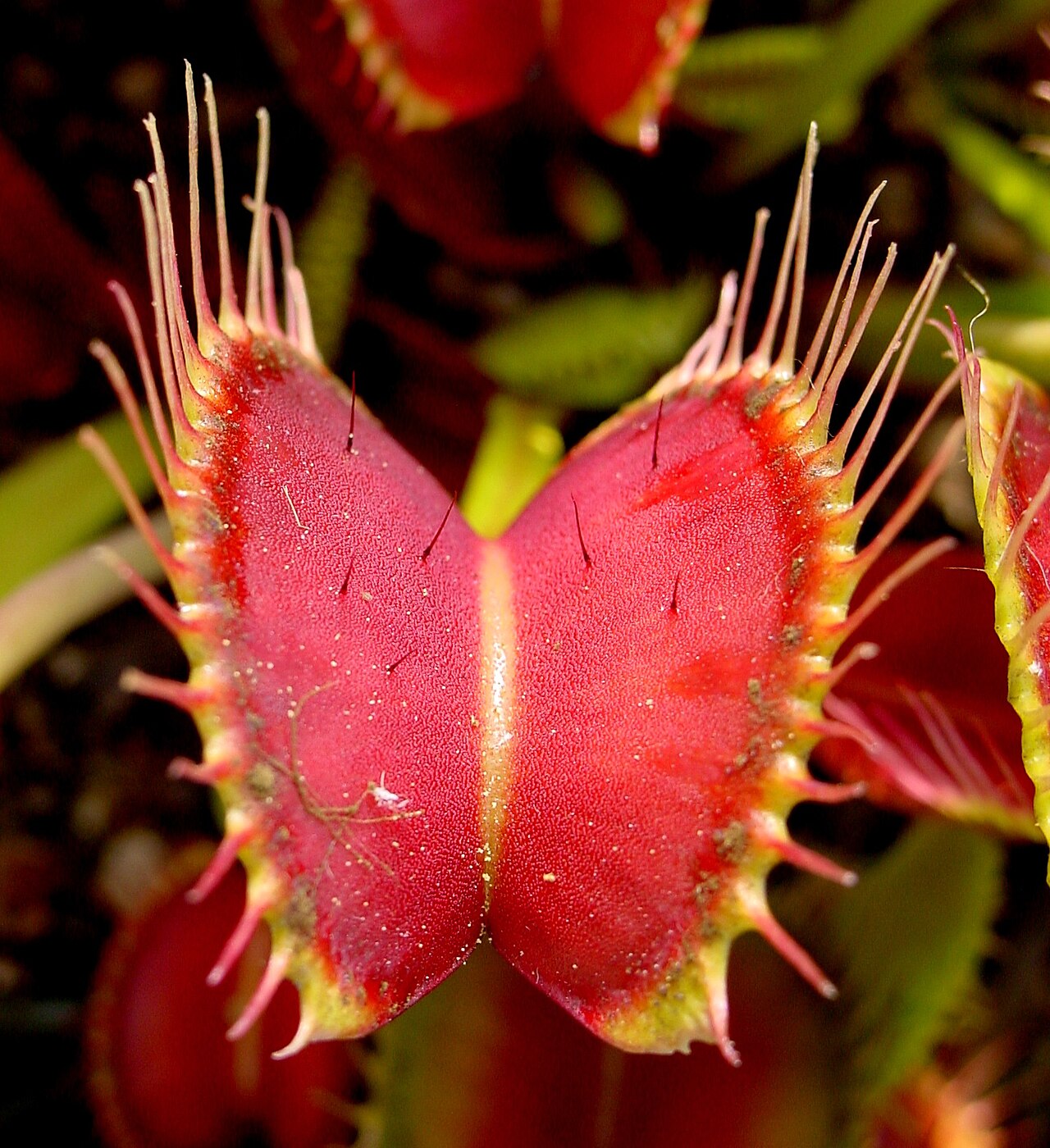 Venus Flytrap showing trigger hairs.jpg