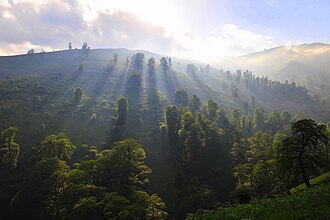 Masal