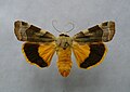 Broad-bordered yellow underwing Noctua fimbriata Noctuinae