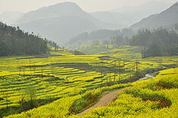 Fields of canola in Luoping