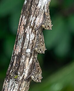 in Costa Rica