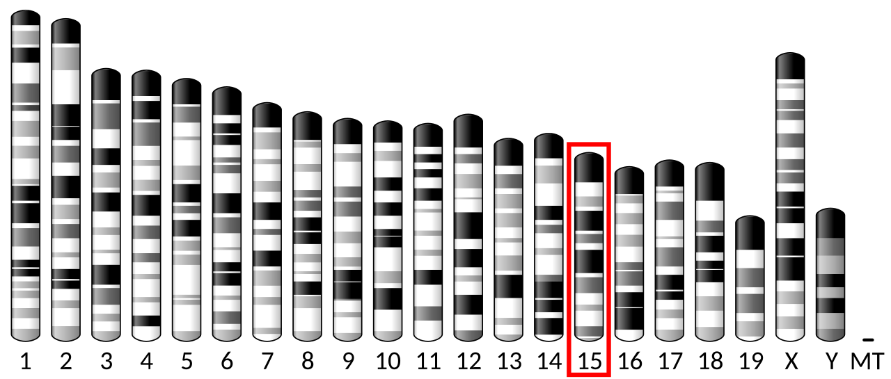 Ideogram house mouse chromosome 15.svg