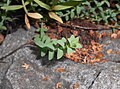 Young plant
