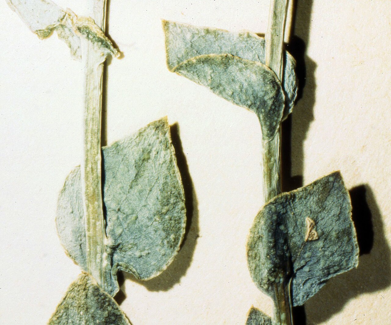 Halothamnus auriculus leaf.JPG