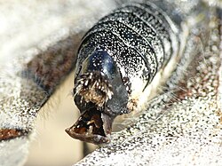 Close up of the hardened Parnassius sphragis extruding 2 to 3 mm behind the abdomen.