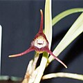 Masdevallia (Masdevallia) sect. Coriaceae subsect. Coriaceae: Masdevallia civilis