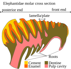 Cross section of an elephant molar along the long axis of the tooth