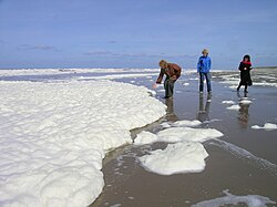 White Phaeocystis algal foam washing up on a beach