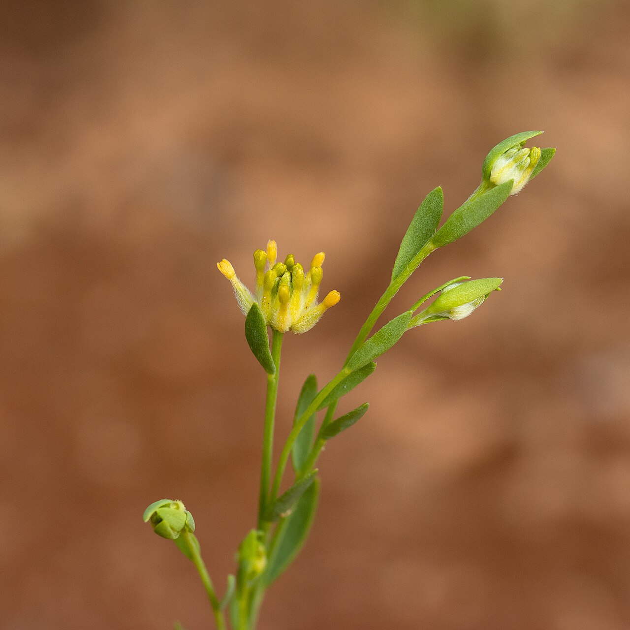 Pimelea simplex.jpg