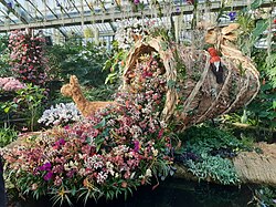 Orchid cornucopia in the annual festival of orchids at the Royal Botanic Gardens, Kew[81]