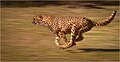 The record speeds cheetahs hold are owed in large to their muscle motility.