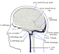 Dural veins
