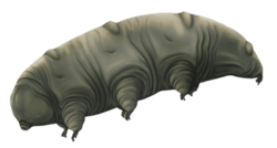 Reconstruction of Paradoryphoribius, from the Miocene (23–5.3 mya)