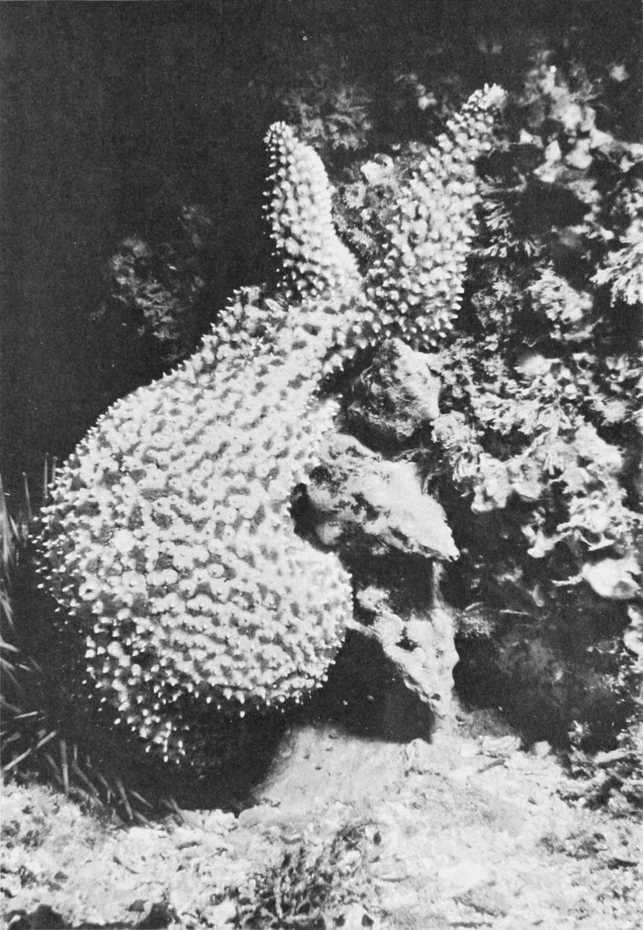 Kelletia kelletii and Pisaster giganteus 2.png