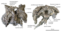 Two pieces of fossilized bone from the head of the dinosaur
