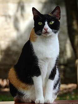 Black tortoiseshell-and-white tricolour ("calico")