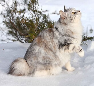 Black tortoiseshell silver blotched tabby Kurilian Bobtail Longhair