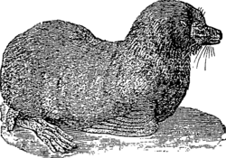 Ursine seal or sea bear (northern fur seal)