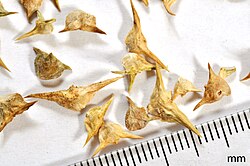 Spiky seeds of the 'Erste Ernte' cultivar