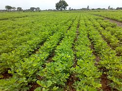 Cultivation at the Directorate of Groundnut Research, Gujarat, India, 2009