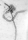 Image of a virus, signifying the importance of understanding the way in which they function in order to safely sanitize water supplies.