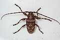 Oreodera graphiptera, Costa Rica