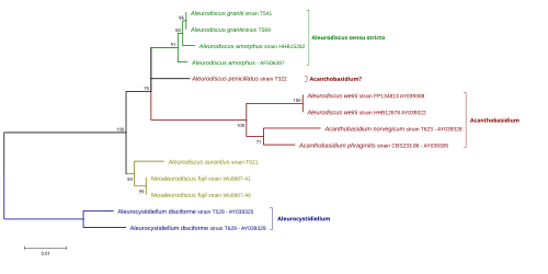 Phylogenetic Tree of Acantobasidium Created Using Minimum Evolution Tree