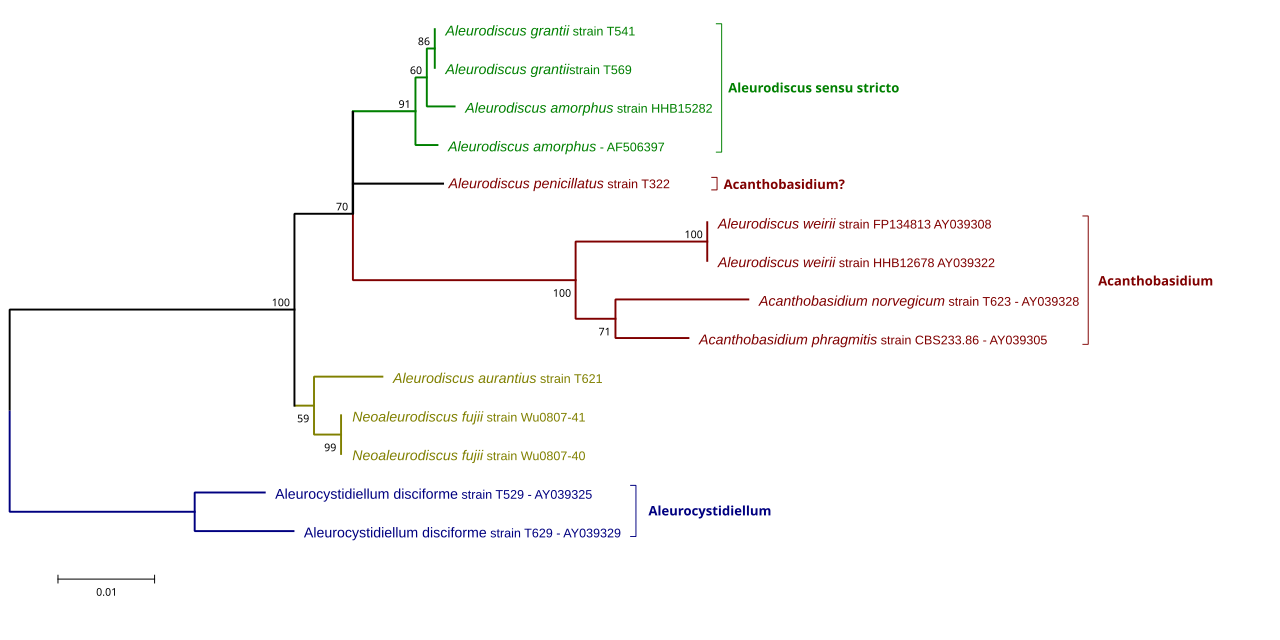 Acantobasidium-Minimum-Evolution-Tree.svg