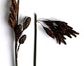 Female (left) and male heads of Thamnochortus spicigerus