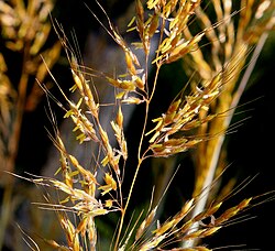 Gramineae (grasses), Taymyr lowlands 24,000–10,300 YBP, Yakutia 22,500 YBP, Alaska and the Yukon 15,000-11,500 YBP