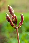Red-tipped buds of a Acer platanoides.