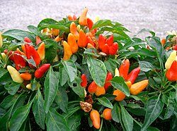 A Capsicum annuum plant, with fruit of varied ripeness.