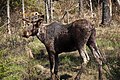 Eastern moose (A. alces americanus or A. americanus americanus)