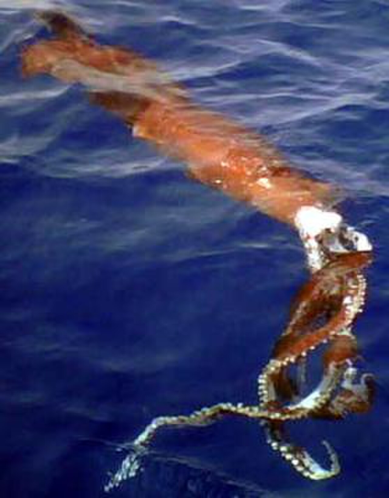 Asperoteuthis acanthoderma Little Cayman.jpg