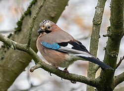 Eurasian jay (Garrulus glandarius)
