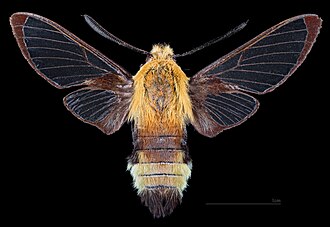 Male dorsal