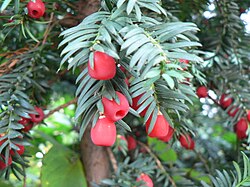 Foliage and female cones with red arils