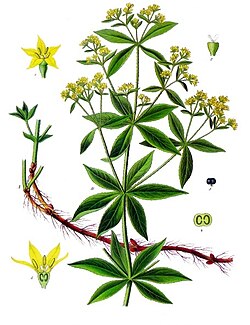 The roots of the Rubia tinctorum, or madder plant, produced the most common red dye used from ancient times until the 19th century.