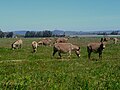 A meadow (pasture) maintained by grazing livestock