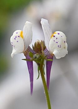 Linaria amethystea subsp. albiflora
