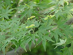 Foliage