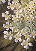 The flowers have five petals, five stamens, and an entire calyx.