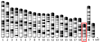 Chromosome 19 (mouse)