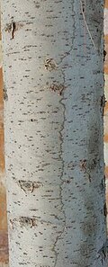 Bark on a young deodar