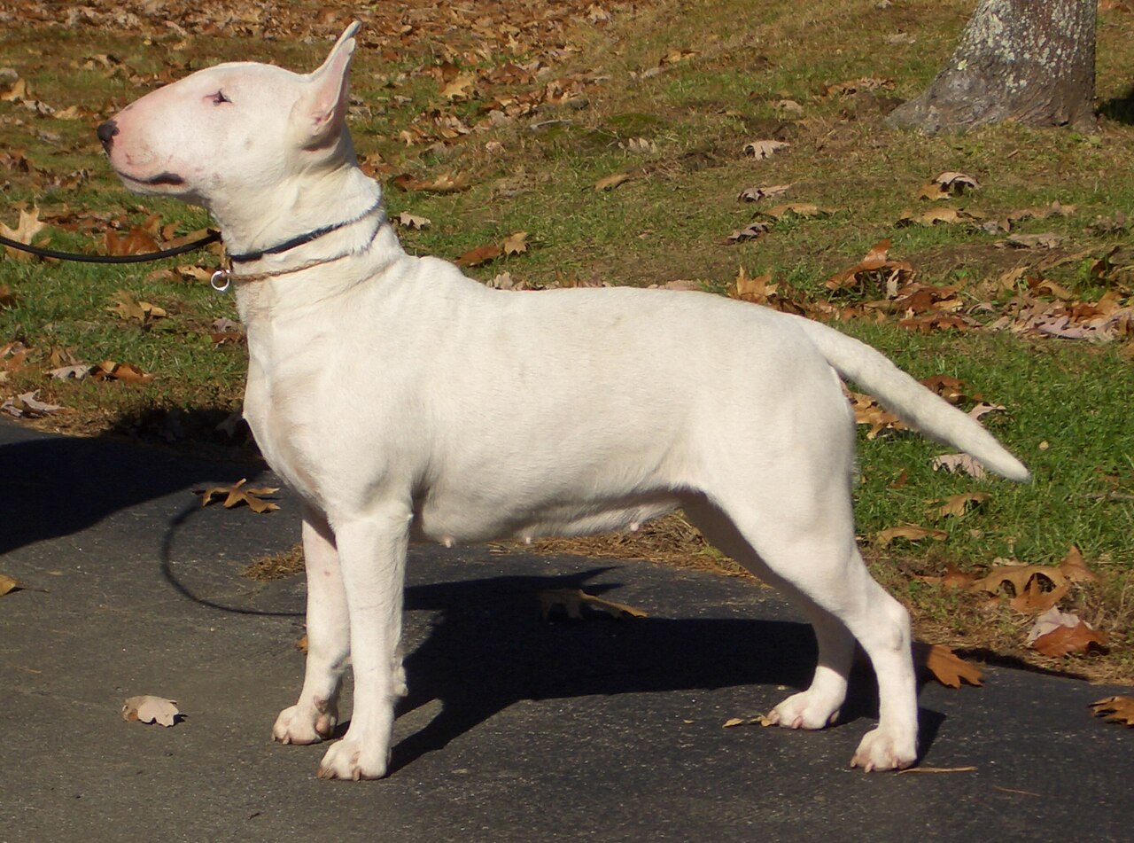 White bull terrier.jpg