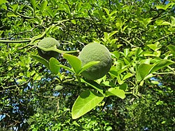 Green fruits